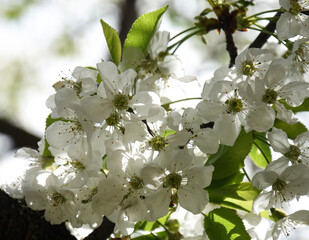 beautiful white cherry blossoms in spring