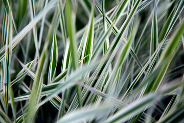Cereals in the garden and landscape design.