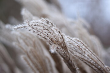 grass in the snow © Agnieszka
