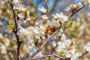Spring background, flowering trees. Plum flowers on a tree in sunny weather