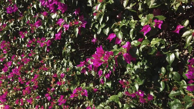 Closeup Sliding Along Solid Hedge of Purple Bougainvillea Flowers