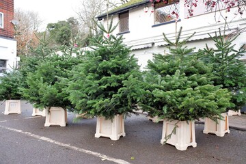 Christmas trees for sale outside UK florist shop