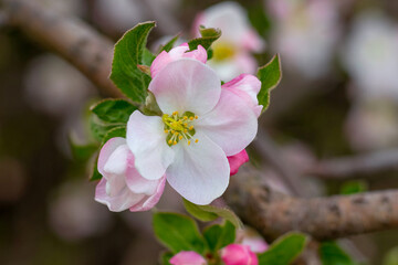 Fototapeta na wymiar Apple tree flowers on a tree close up