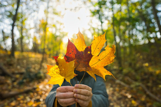 The human autumn camelion 
