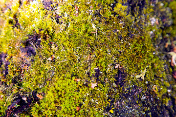 Moss on the trunk of an old tree.
