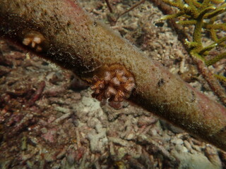 coral juvenile that successfully attached into coral frame