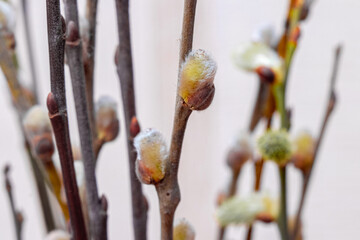 Willow branches with catkins on a light background