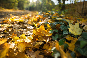 autumn vibes colorful leaves 