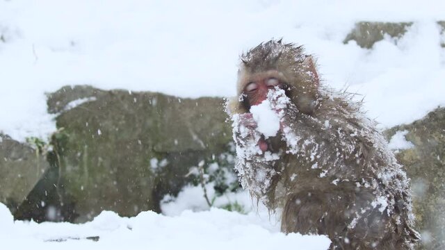 Baby Japanese Macaque finds food while snow if falling around the the Onsen springs in the Mountains of Nakano.