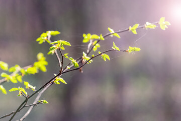 Tree branch with young green leaves in the sunlight