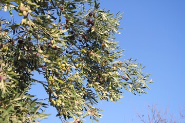 Olives on olive tree branch in the outskirts of Athens in Attica, Greece.