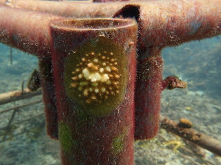 coral juvenile that successfully attached into coral frame