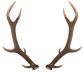 Pair of red deer antlers on a white background. 