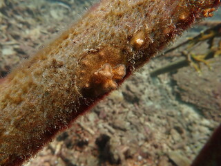 coral juvenile that successfully attached into coral frame