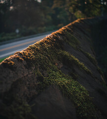 moss on wall