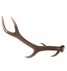 Deer antlers. Isolated on white background.