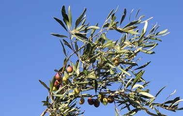 Olives on olive tree branch in the outskirts of Athens in Attica, Greece.