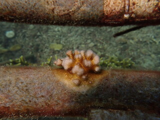 coral juvenile that successfully attached into coral frame