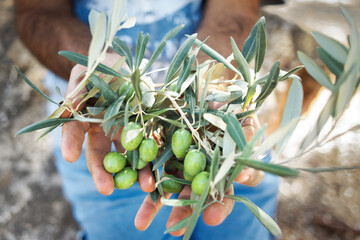 Man with a pile of green olives in his hands freshly collected during the harvesting. Harvested fresh olives in the hands of farmer. Lesbos. Greece.