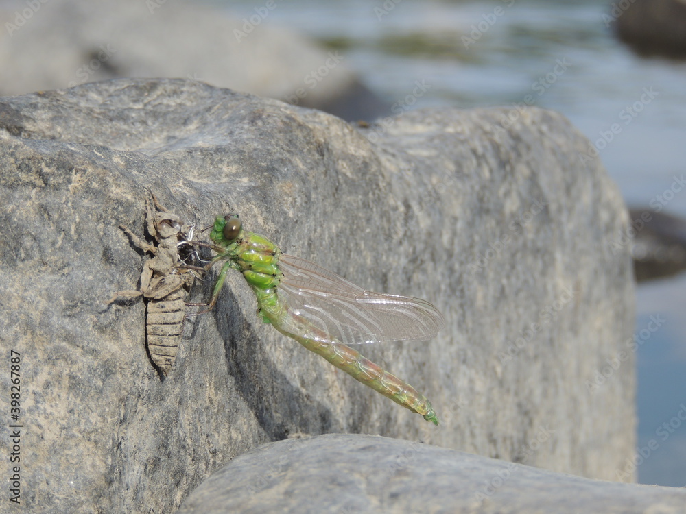 Wall mural birth of the dragonfly