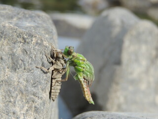 birth of the dragonfly