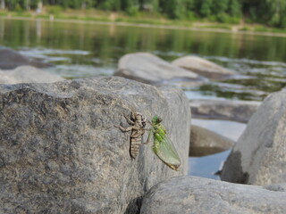 birth of the dragonfly