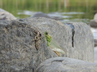 birth of the dragonfly