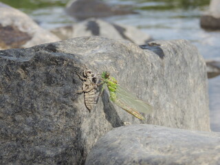 birth of the dragonfly