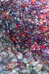 Blurred winter backgroun, barberry branch with red berries for any design