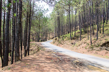 Fototapeta na wymiar A beautiful scenery of a road through the forest.