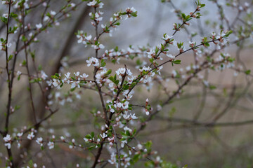 Prunus subg. Cerasus is a subgenus of Prunus, characterised by having the flowers in small corymbs of several together, and by having smooth fruit with only a weak groove along one side, or no groove.