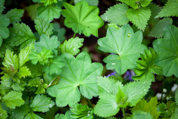 Alchemilla vulgaris, common lady's mantle, is an herbaceous perennial plant in Europe and Greenland. These perennial wildflowers, members of the rose family, are sometimes grown in gardens. 