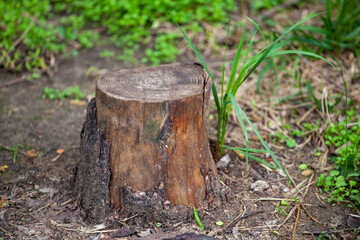 Fresh grass grows around an old tree stump in the park. The concept of starting a new life in an old place.