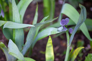 Bletilla striata, known as hyacinth orchid or Chinese ground orchid, is a species of flowering plant in the orchid fam. Orchidaceae. It is most commonly found growing in clumps alongside grassy slope.