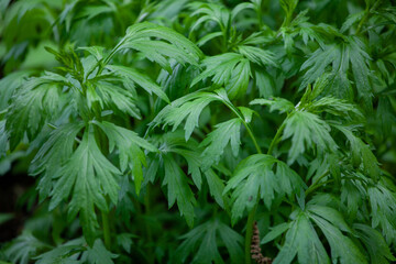 Naklejka na ściany i meble Artemisia vulgaris, the common mugwort, is a species of flowering plant in the daisy family Asteraceae. Mugworts have been used medicinally and as culinary herbs.