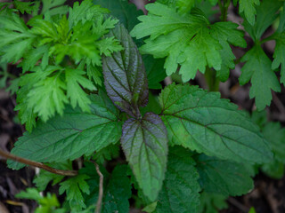 Mentha piperita (Chocolate Mint) neither smells nor tastes like chocolate, but rather it is reminiscent of an Andes after-dinner chocolate Mint. 