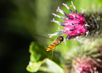 Marmalade Hover Fly flies to burdock flower