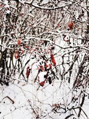 Snowy bushes in winter forest