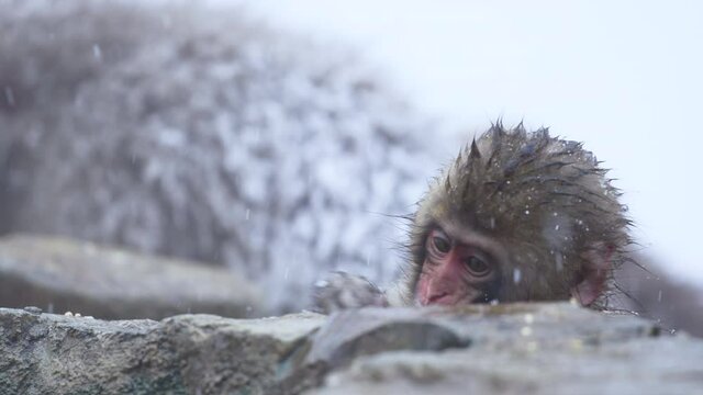 Japanese Snow Macaque Monkey searches the snow for food, hot spring Onsen, Japan