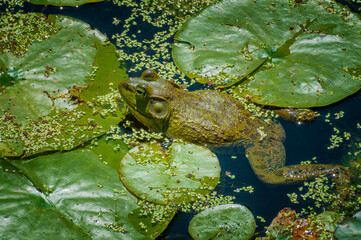 Close up of frog in a pond