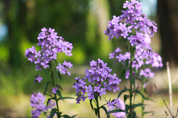 Beautifull purple flowers/
