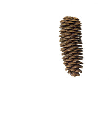 Spruce cone on white background