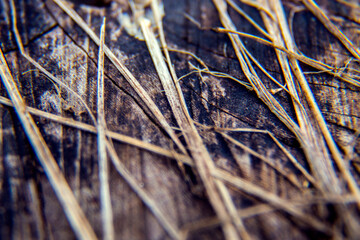 Dry grass on a texture board.