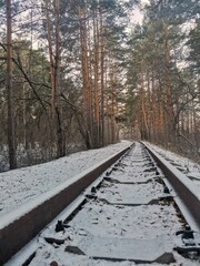 rails in the winter pine forest are covered with snow