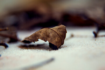 Dry autumn leaf on the snow.
