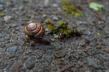 Close up of Brown lipped Snail