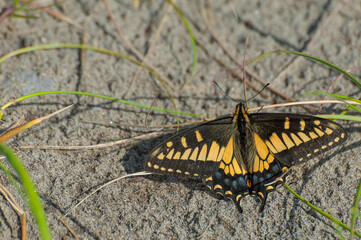 Anise Swallowtail Butterfly