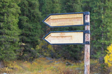 Beautiful siamese cat oriental portrait