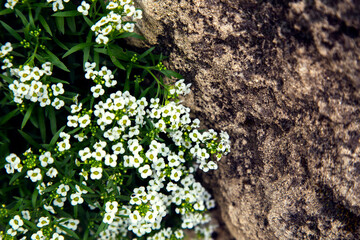 Mountain flowers grow on stone.