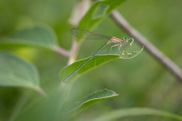 damselfly on a leaf